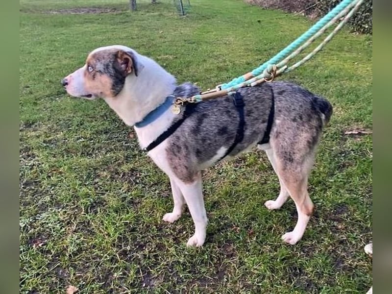 KLEIN der sanfte Rüde