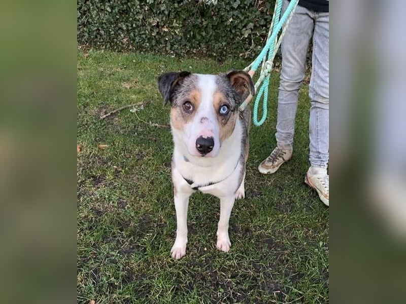 KLEIN der sanfte Rüde