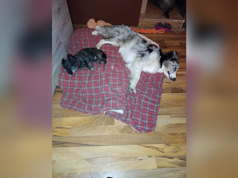 Australien Shepard Bordercolliemix Rüde abzugeben