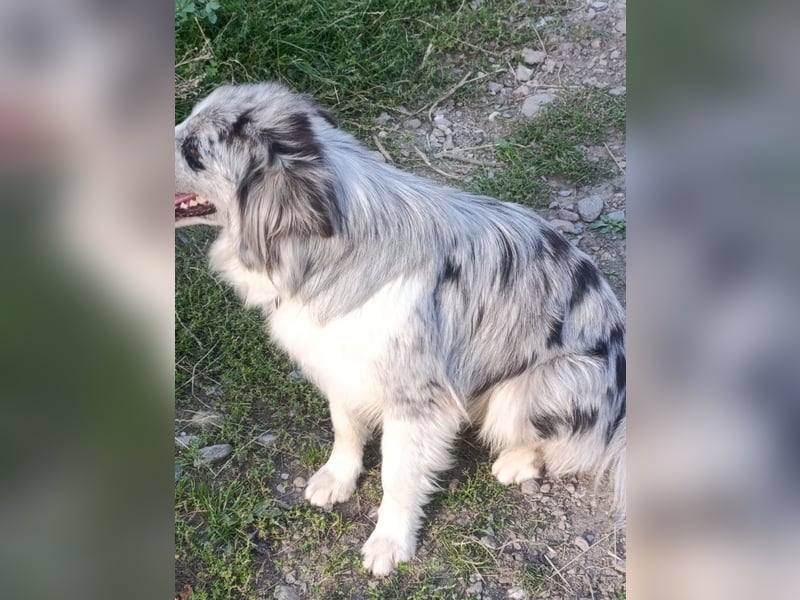Australien Shepard Bordercolliemix Rüde abzugeben