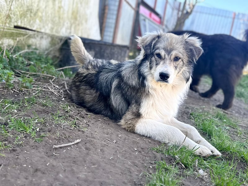 Aussie/ Border /? Mischlingsrüde sucht ein Zuhause