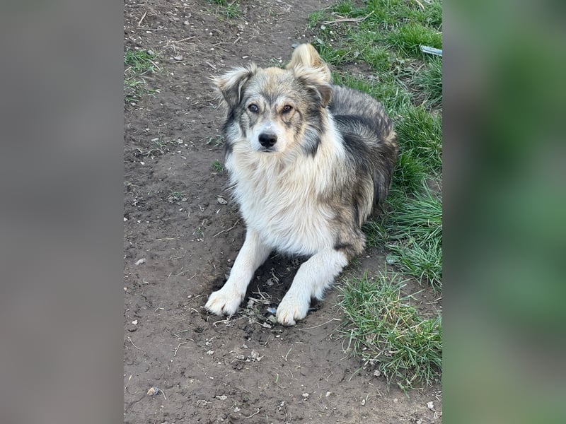 Aussie/ Border /? Mischlingsrüde sucht ein Zuhause