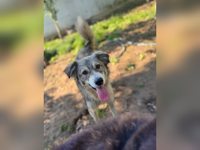 Aussie/ Border /? Mischlingsrüde sucht ein Zuhause