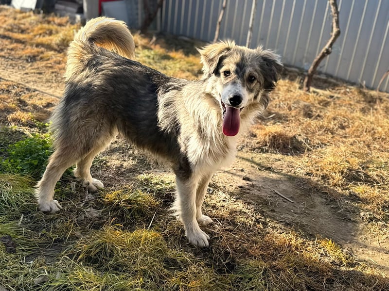 Aussie/ Border /? Mischlingsrüde sucht ein Zuhause