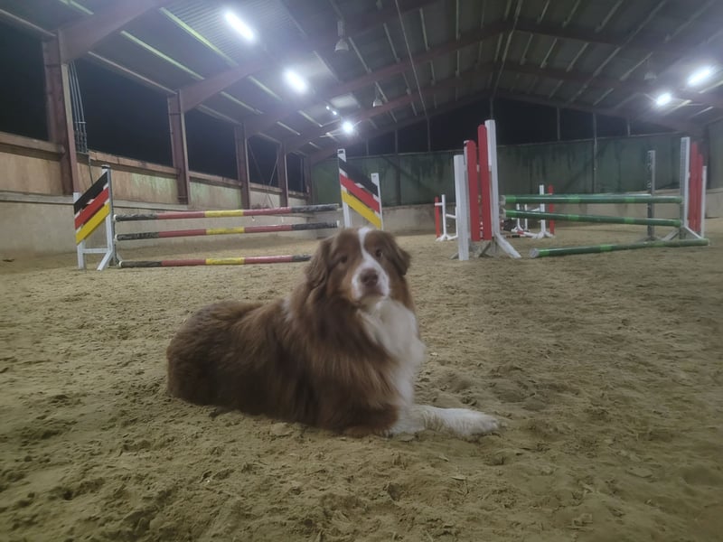 Australianshepherd redtrie