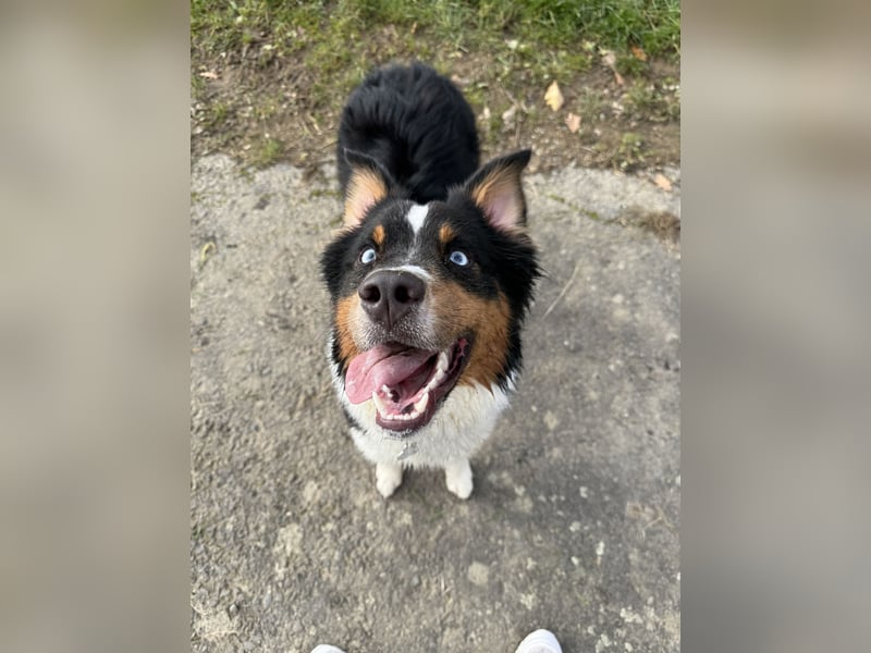 Deckrüde – Australian Shepherd (1 Jahr und 5 Monate)