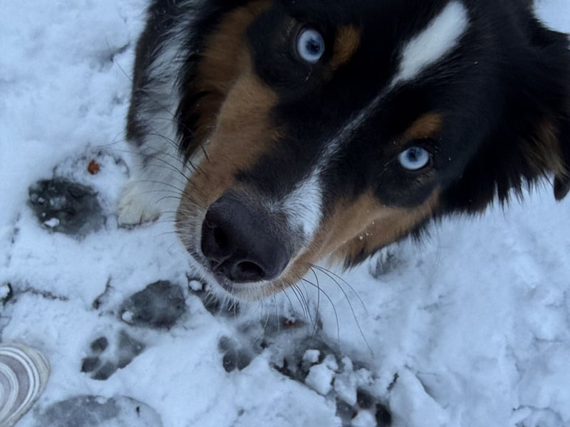 Deckrüde – Australian Shepherd (1 Jahr und 5 Monate)