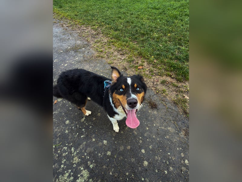 Deckrüde – Australian Shepherd (1 Jahr und 5 Monate)