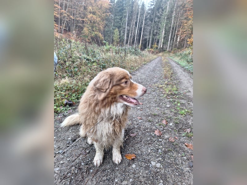 Australianshepherd redtrie