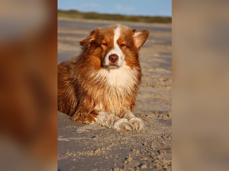 Australianshepherd redtrie