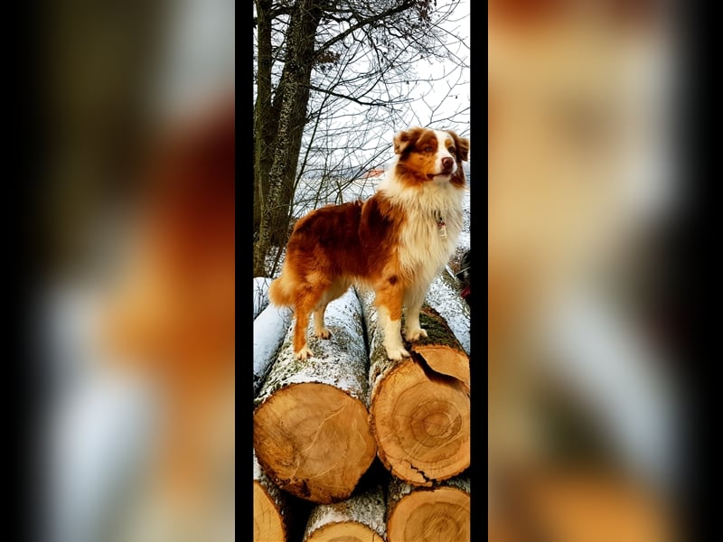 Australian Sheperd Deckrüde