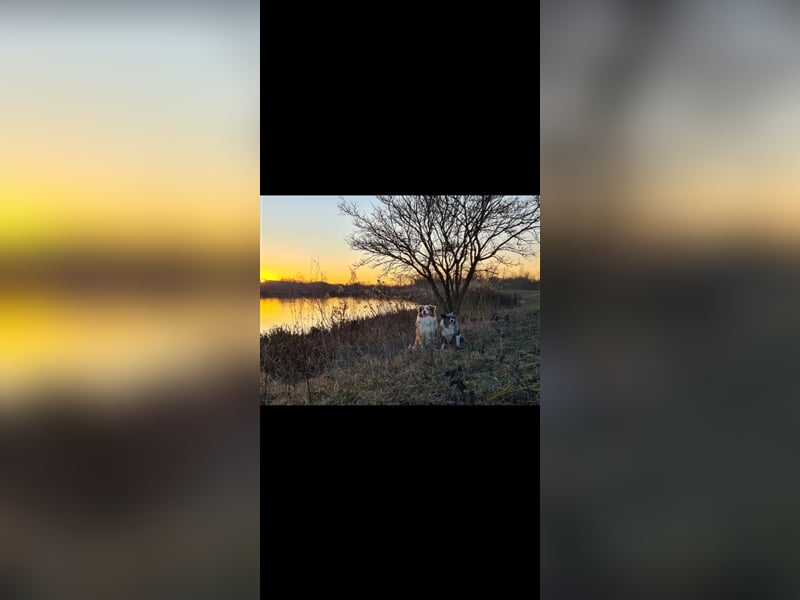 Australian Sheperd Deckrüde