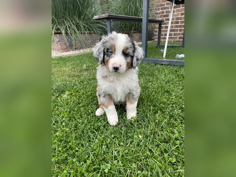 Außergewöhnlicher Australian Shepherd Rüde Blue Merle