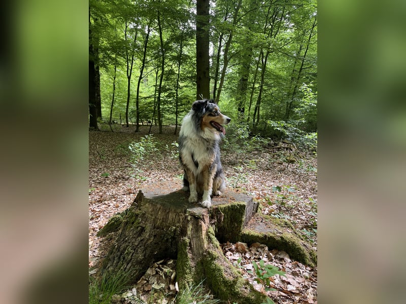 Außergewöhnlicher Australian Shepherd Rüde Blue Merle