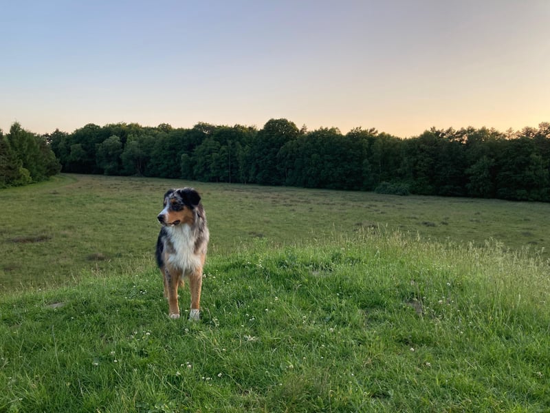 Außergewöhnlicher Australian Shepherd Rüde Blue Merle