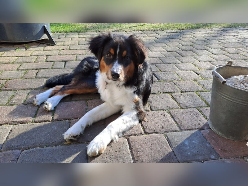 Außergewöhnlicher Australian Shepherd Rüde Blue Merle