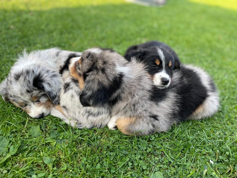 Außergewöhnlicher Australian Shepherd Rüde Blue Merle