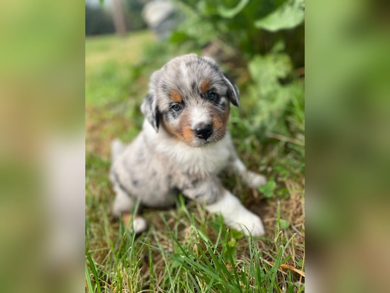 Außergewöhnlicher Australian Shepherd Rüde Blue Merle
