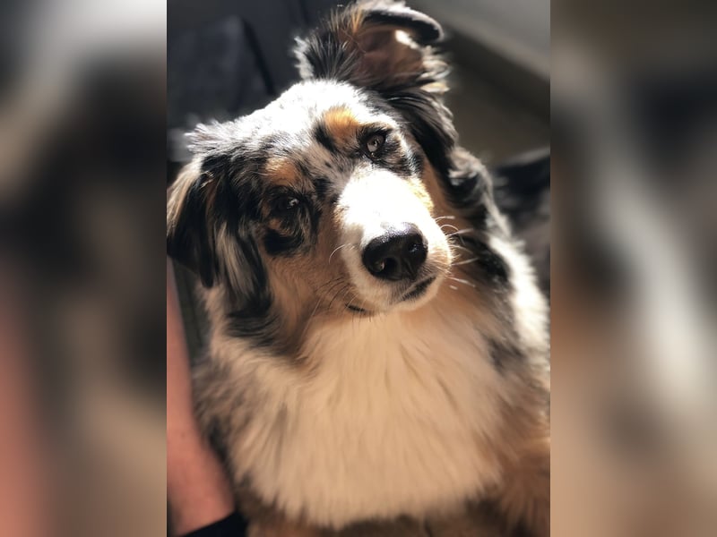 Außergewöhnlicher Australian Shepherd Rüde Blue Merle