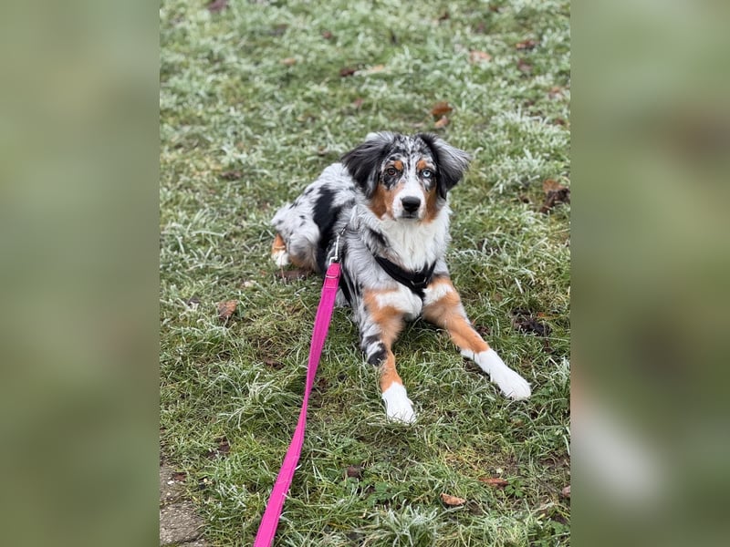 Außergewöhnlicher Australian Shepherd Rüde Blue Merle