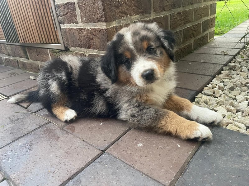 Außergewöhnlicher Australian Shepherd Rüde Blue Merle