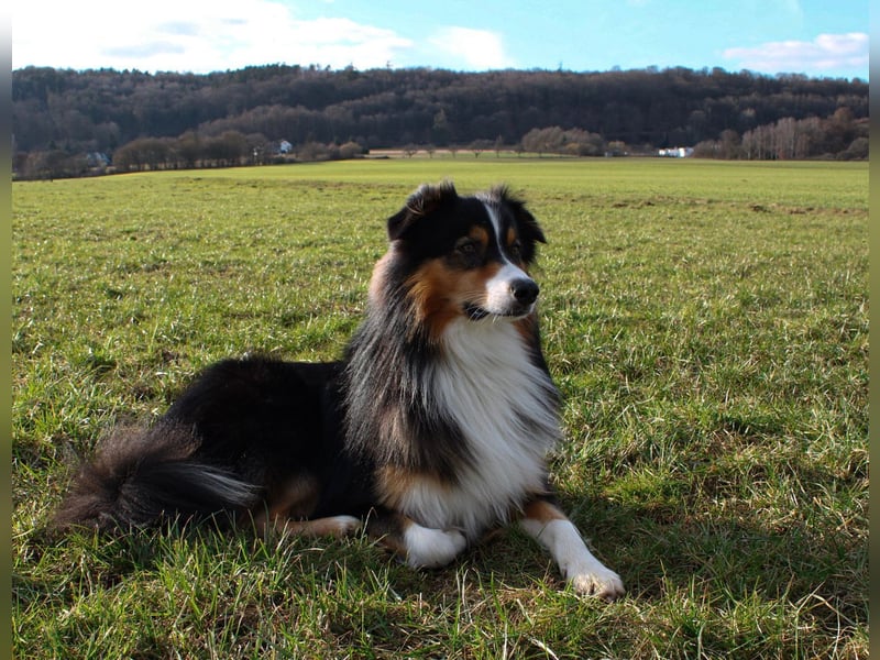 Australian Shepherd Deckrüde / black tri / ASCA