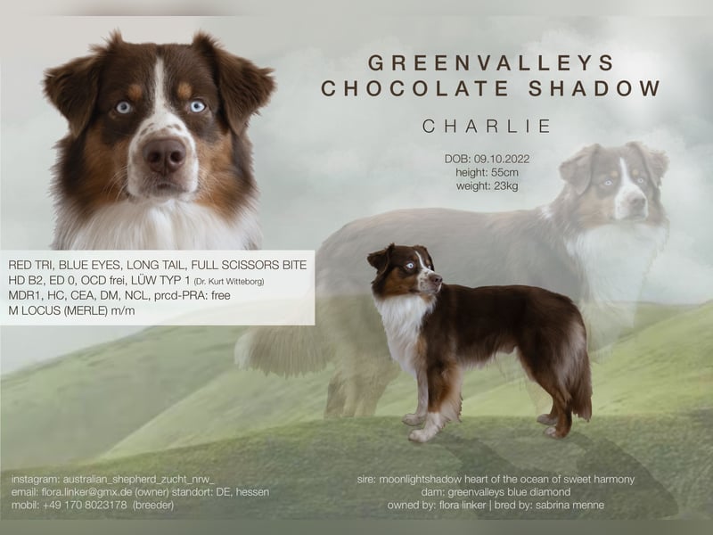 Australian Shepherd Deckrüde / red tri / blaue Augen