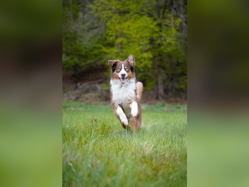 Australian Shepherd Deckrüde / red tri / blaue Augen