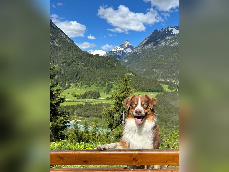 Australian Shepherd Deckrüde / red tri / blaue Augen
