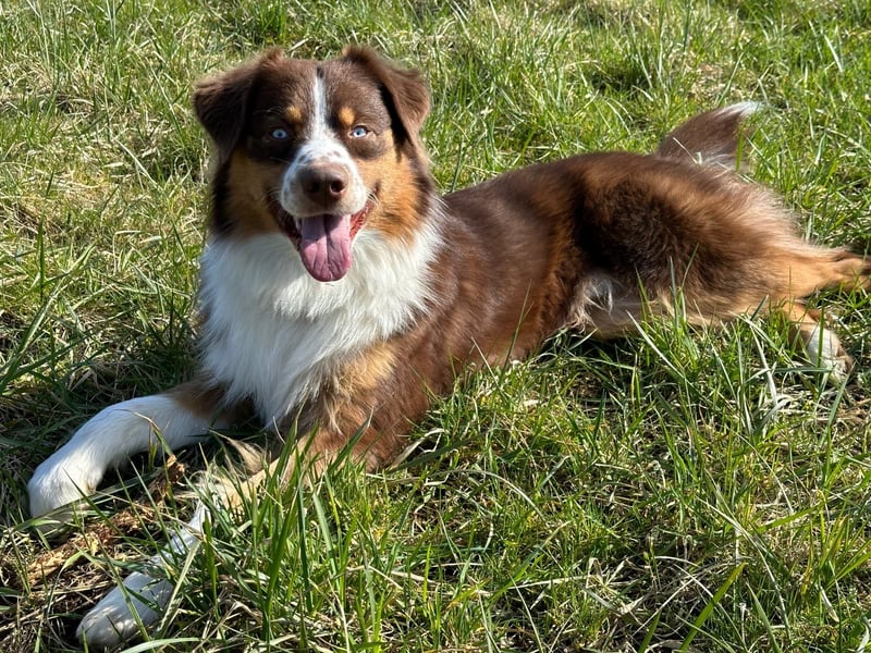Australian Shepherd Deckrüde / red tri / blaue Augen