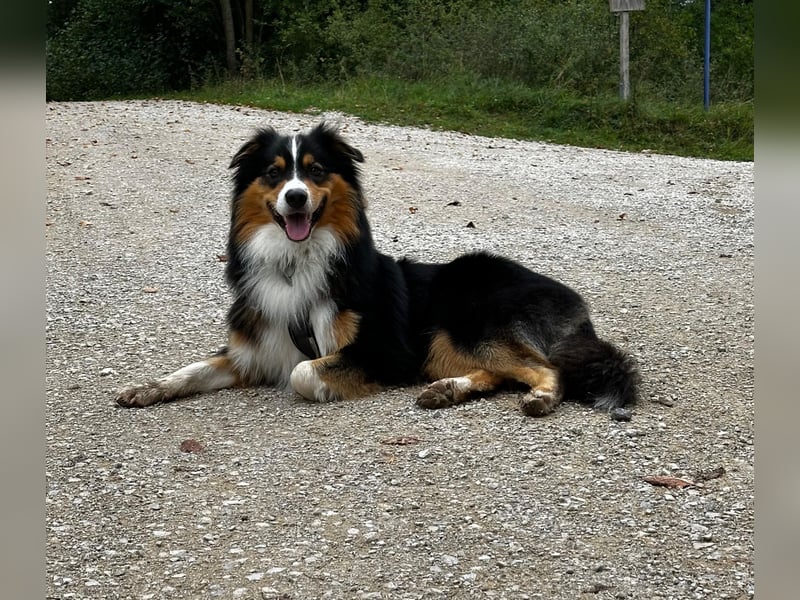 Australian Shepherd Deckrüde / black tri / ASCA