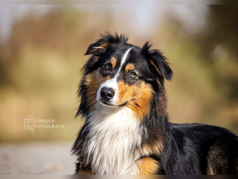 Australian Shepherd Deckrüde / black tri / ASCA