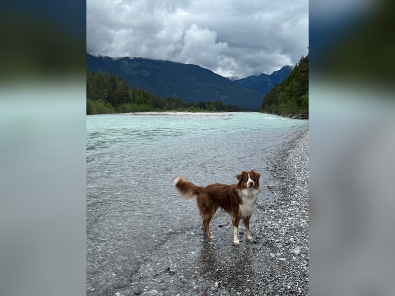 Australian Shepherd Deckrüde / red tri / blaue Augen