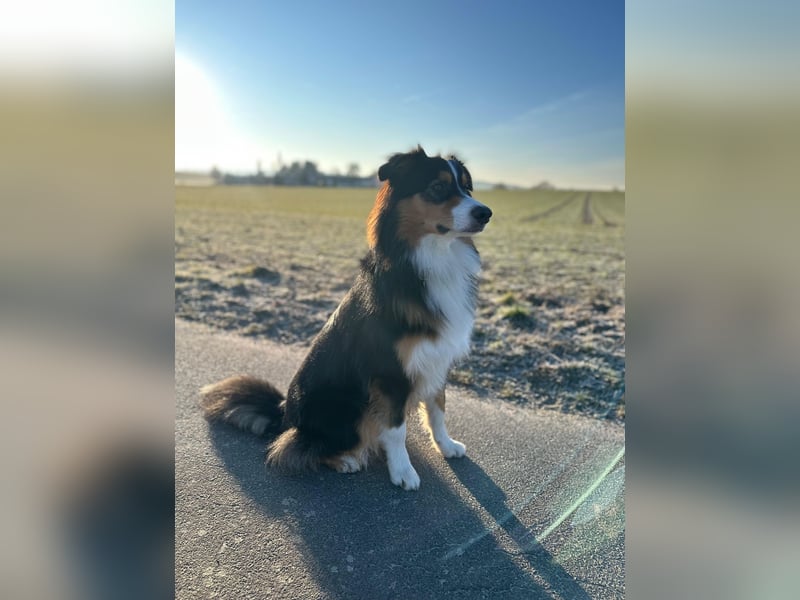 Australian Shepherd Deckrüde / black tri / ASCA