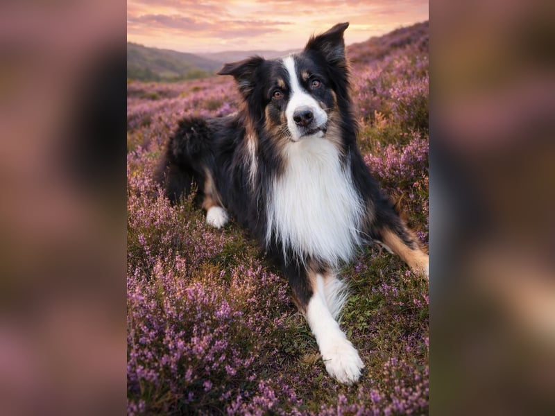 Australian Shepherd erfahrener Deckrüde (Red factored)