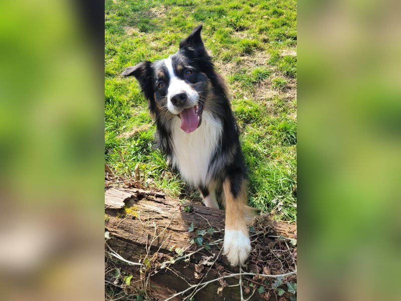 Australian Shepherd erfahrener Deckrüde (Red factored)