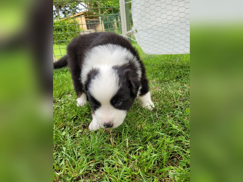 Australian Shepherd erfahrener Deckrüde (Red factored)