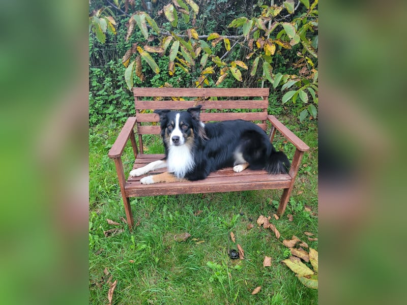 Australian Shepherd erfahrener Deckrüde (Red factored)