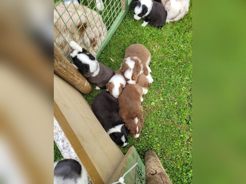 Australian Shepherd erfahrener Deckrüde (Red factored)