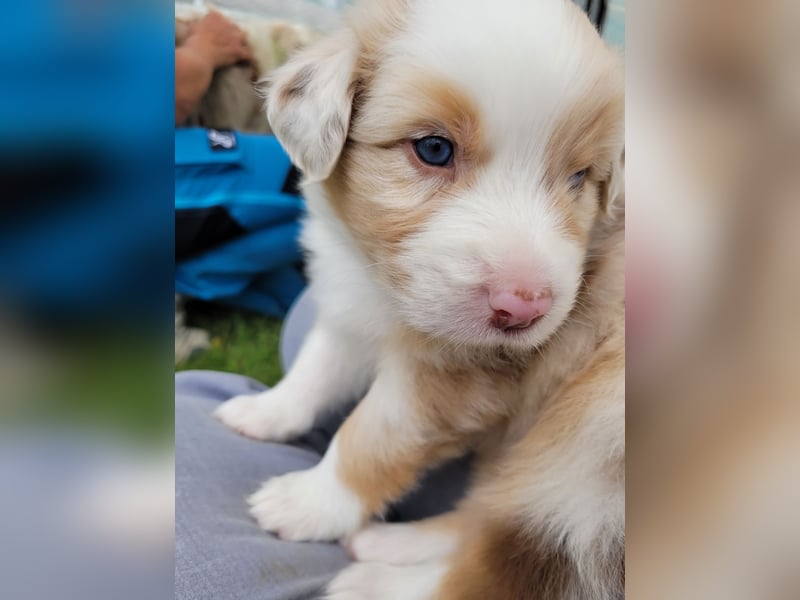 Australian Shepherd erfahrener Deckrüde (Red factored)