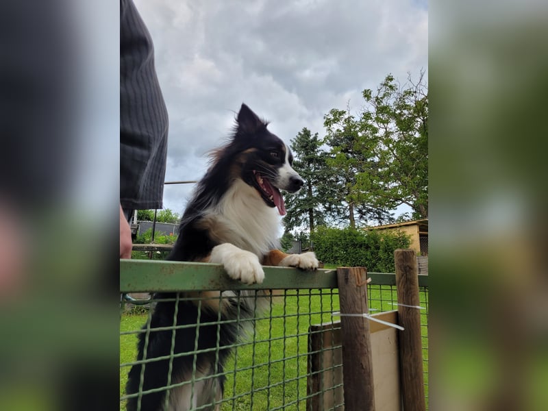 Australian Shepherd erfahrener Deckrüde (Red factored)
