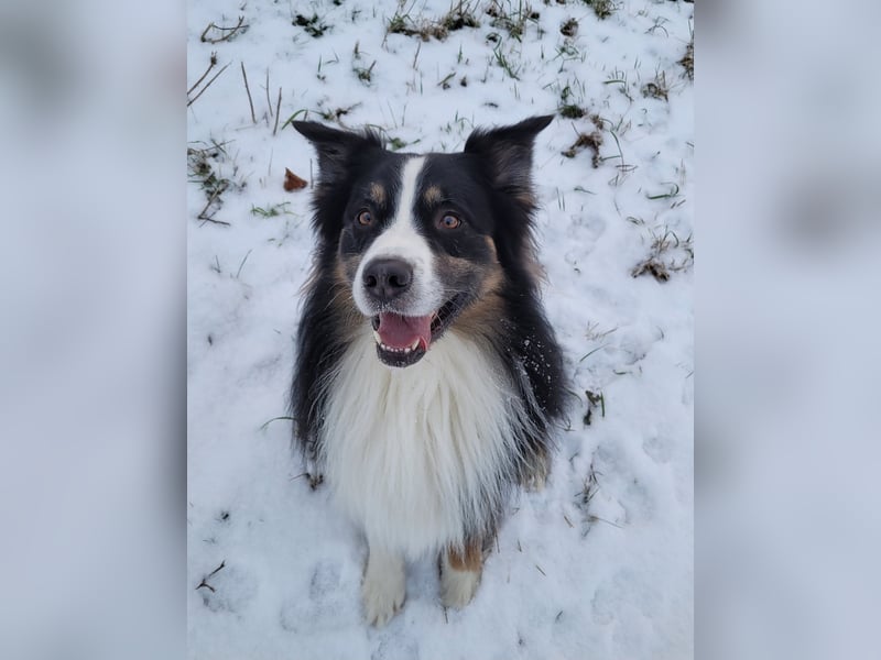 Australian Shepherd erfahrener Deckrüde (Red factored)
