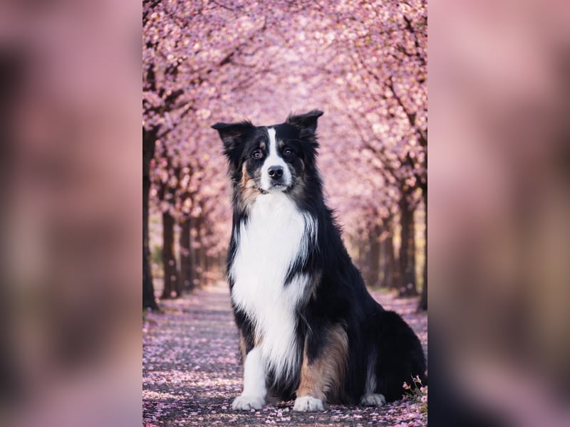 Australian Shepherd erfahrener Deckrüde (Red factored)