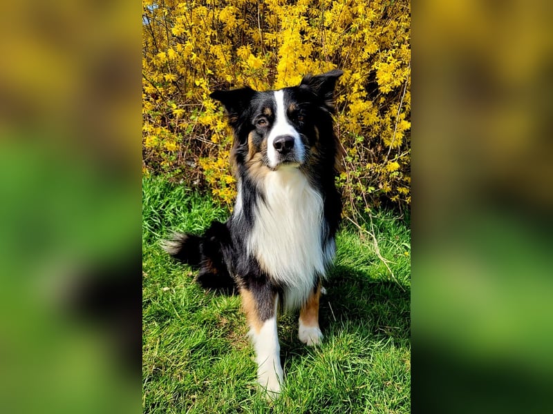 Australian Shepherd erfahrener Deckrüde (Red factored)