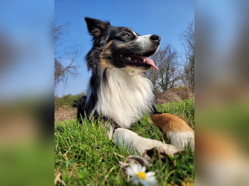 Australian Shepherd erfahrener Deckrüde (Red factored)