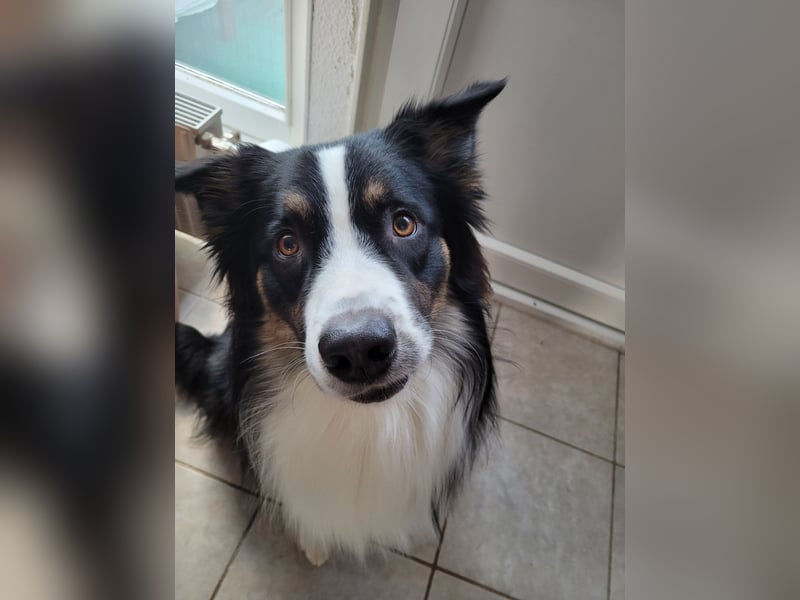 Australian Shepherd erfahrener Deckrüde (Red factored)