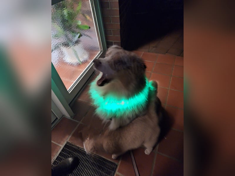 Deckrüde Australien Shepherd, 4,5 Jahre