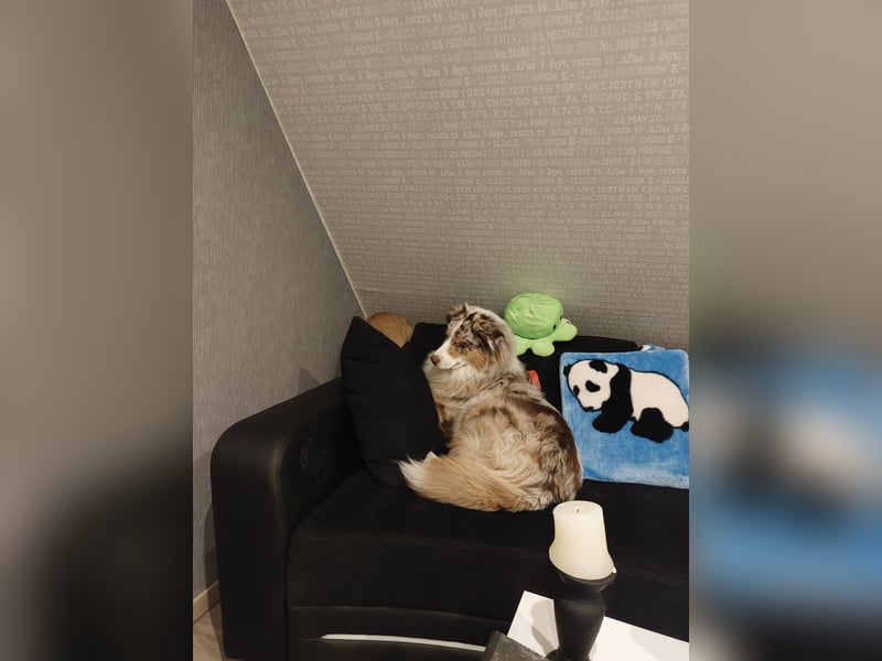 Deckrüde Australien Shepherd, 4 Jahre