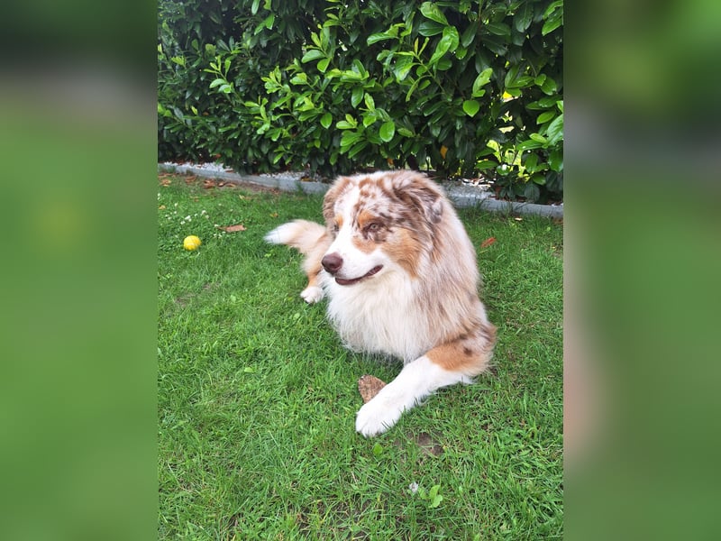 Deckrüde Australien Shepherd, 4,5 Jahre