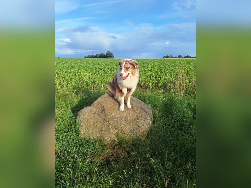 Deckrüde Australien Shepherd, 4 Jahre
